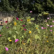 Sortie nature : Découverte de la flore