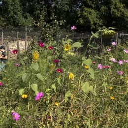 Sortie nature : Découverte de la flore
