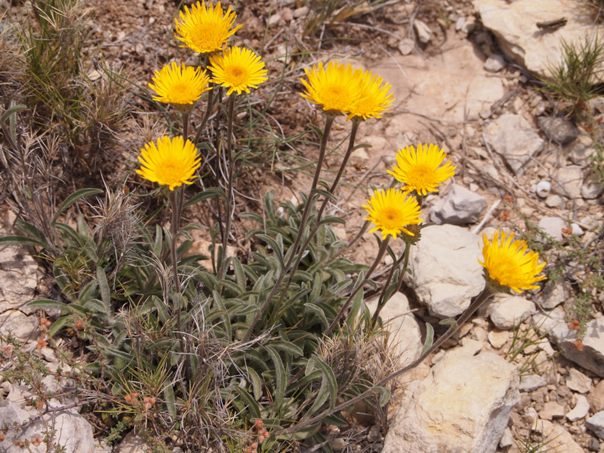 Sortie nature : découverte de la flore des calanques (Marseille)