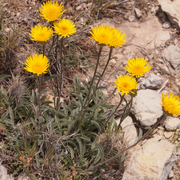 Sortie nature : découverte de la flore des calanques (Marseille)