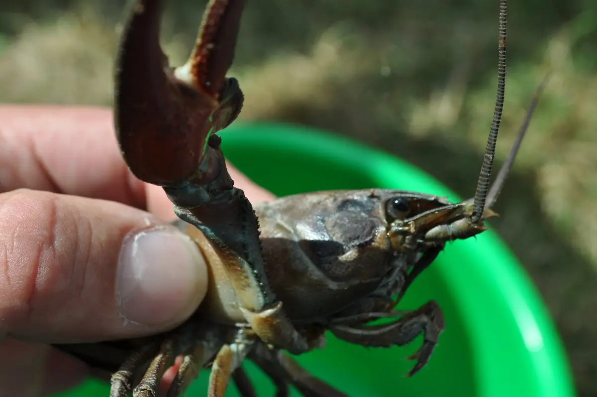 Sortie nature : Découverte de la pêche des écrevisses