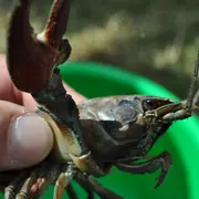 Sortie nature : Découverte de la pêche des écrevisses