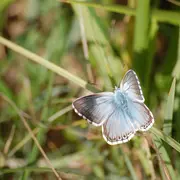 Sortie nature : Découverte des insectes