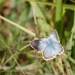 Sortie nature : Découverte des insectes