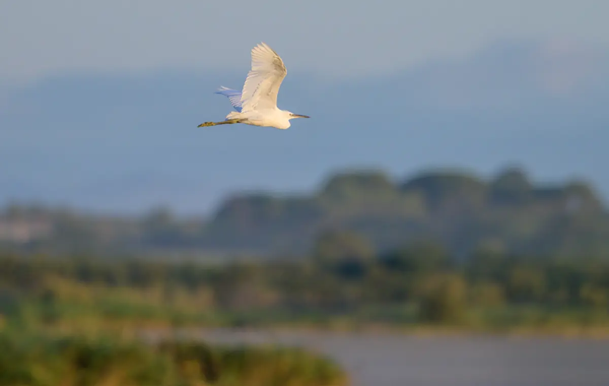 Sortie Nature : Decouverte Des Oiseaux Du Bagnas