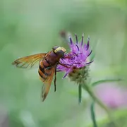 Sortie Nature : Découverte des pollinisateurs
