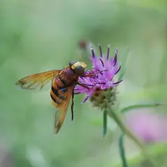 Sortie Nature : Découverte des pollinisateurs
