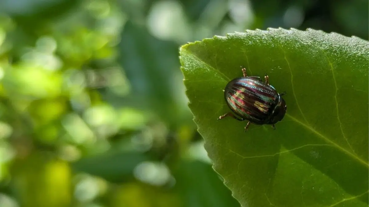 Sortie nature : Découverte du vallon du Clamondé