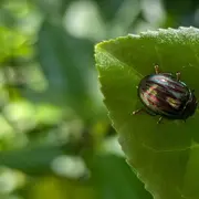 Sortie nature : Découverte du vallon du Clamondé