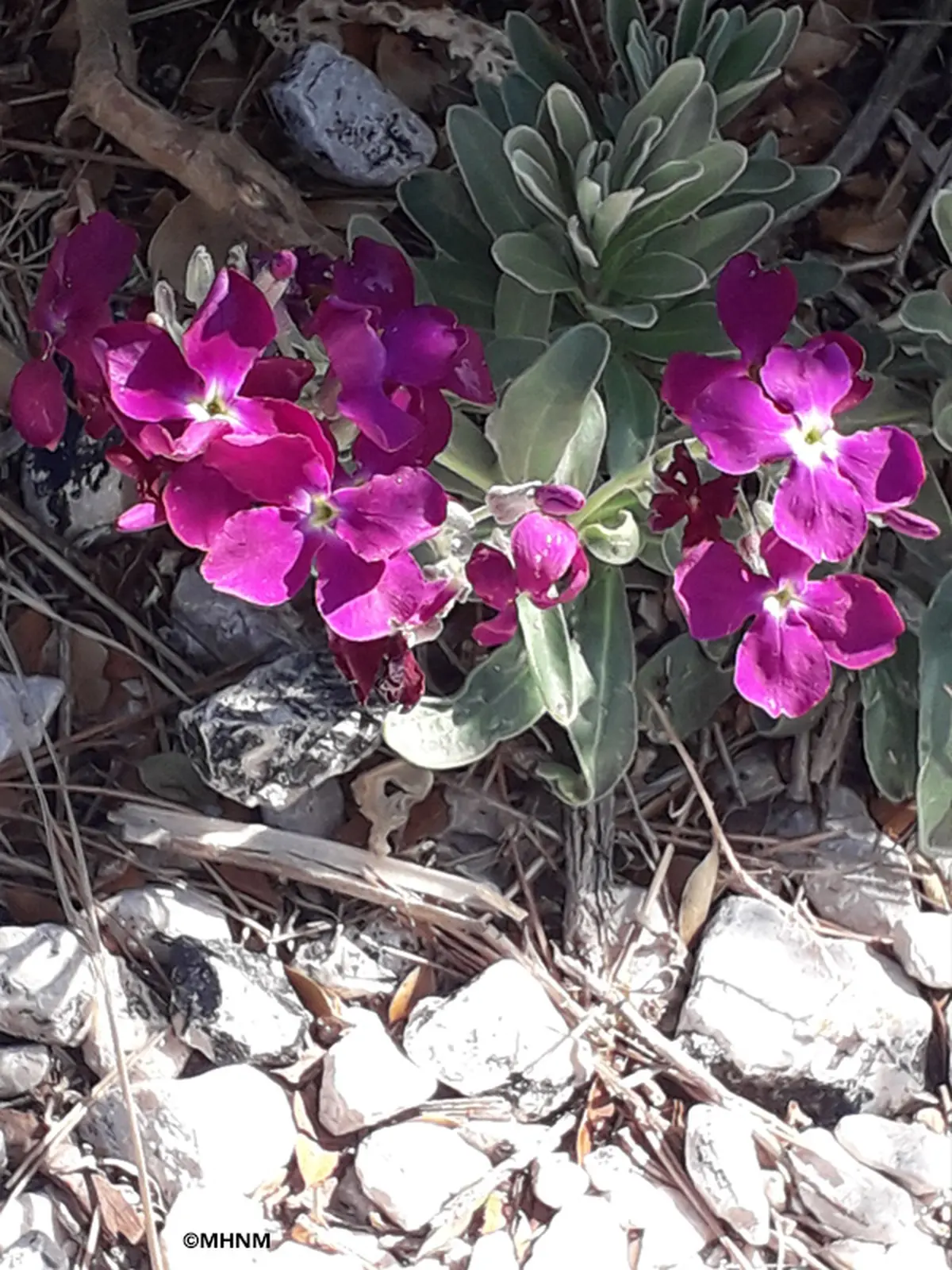 Sortie nature du Muséum :  découverte botanique sur les îles du Frioul (Marseille)