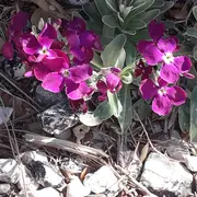 Sortie nature du Muséum :  découverte botanique sur les îles du Frioul (Marseille)