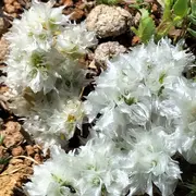 Sortie nature du Muséum : découverte de la flore de l'étang de Bolmon