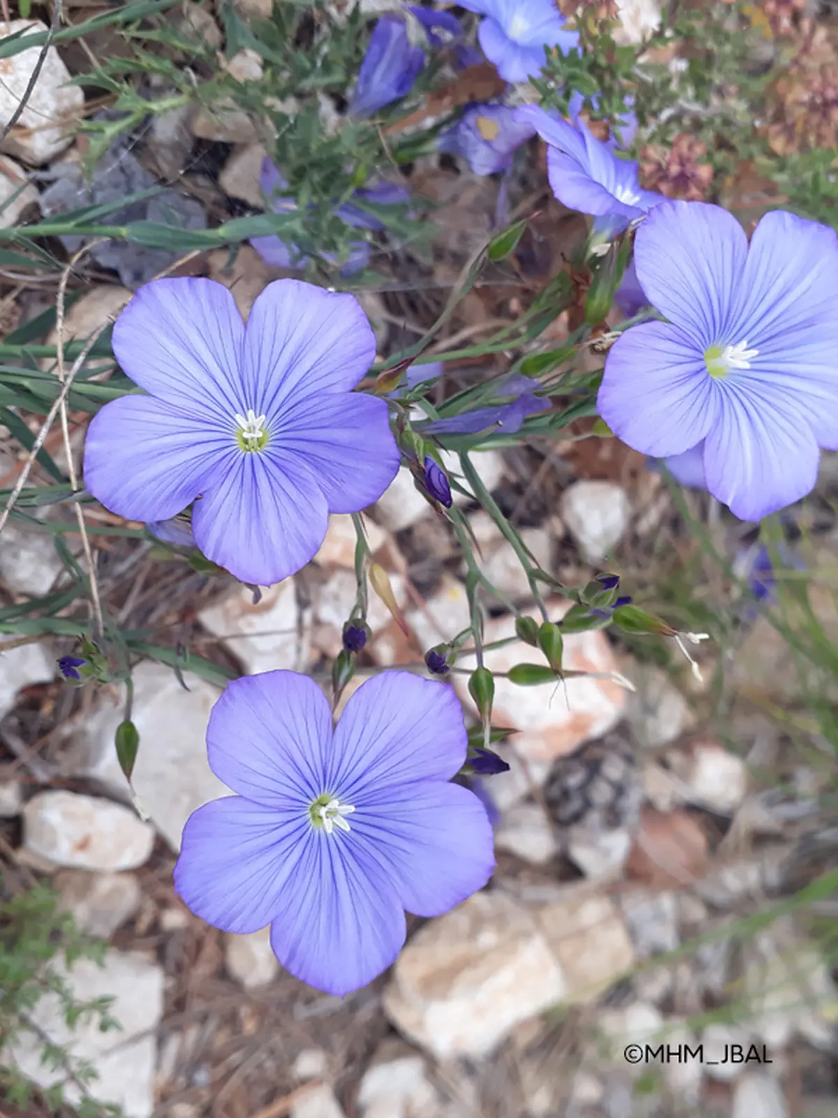 Sortie nature du Muséum : Flore du Massif de l’Étoile (Marseille)