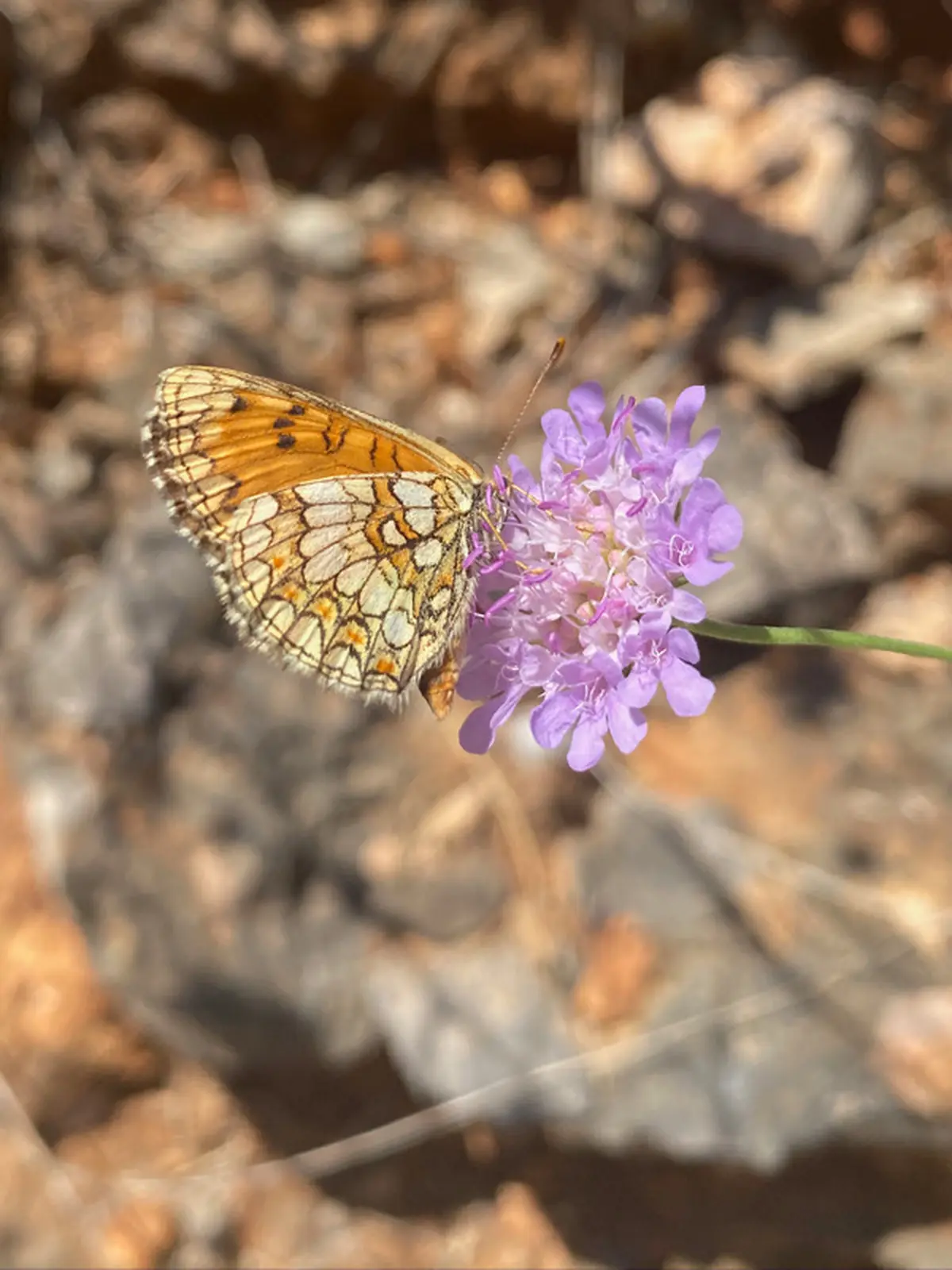 Sortie nature du Muséum : petite faune du Massif de l’Étoile (Marseille)