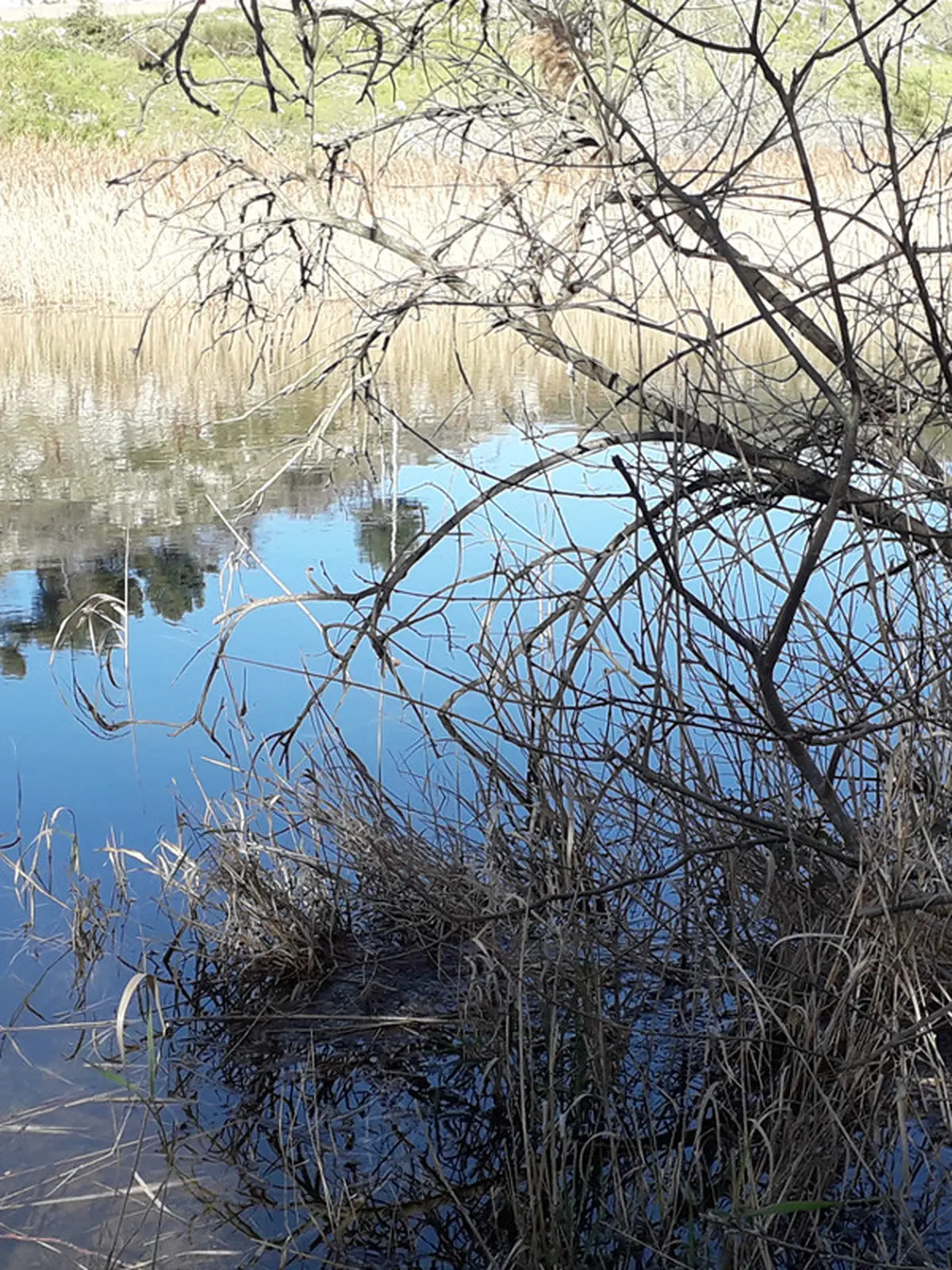 Sortie nature du Muséum : Roselière de la Anse de Boumandariel (Sausset les Pins)