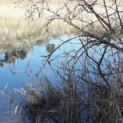 Sortie nature du Muséum : Roselière de la Anse de Boumandariel (Sausset les Pins)