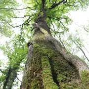 Sortie nature : Éloge de la biodiversité forestière