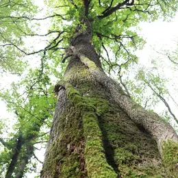 Sortie nature : Éloge de la biodiversité forestière