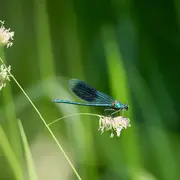 Sortie nature en famille - La vie aquatique