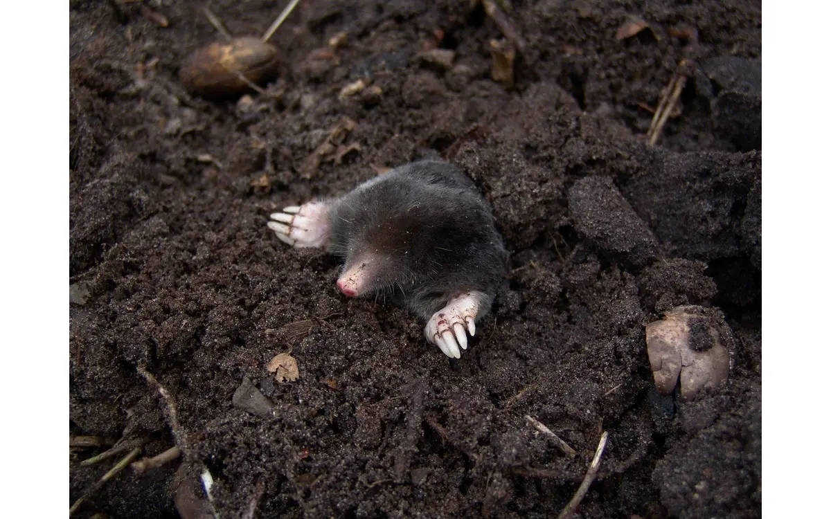 Sortie nature en famille - Sol, le monde invisible