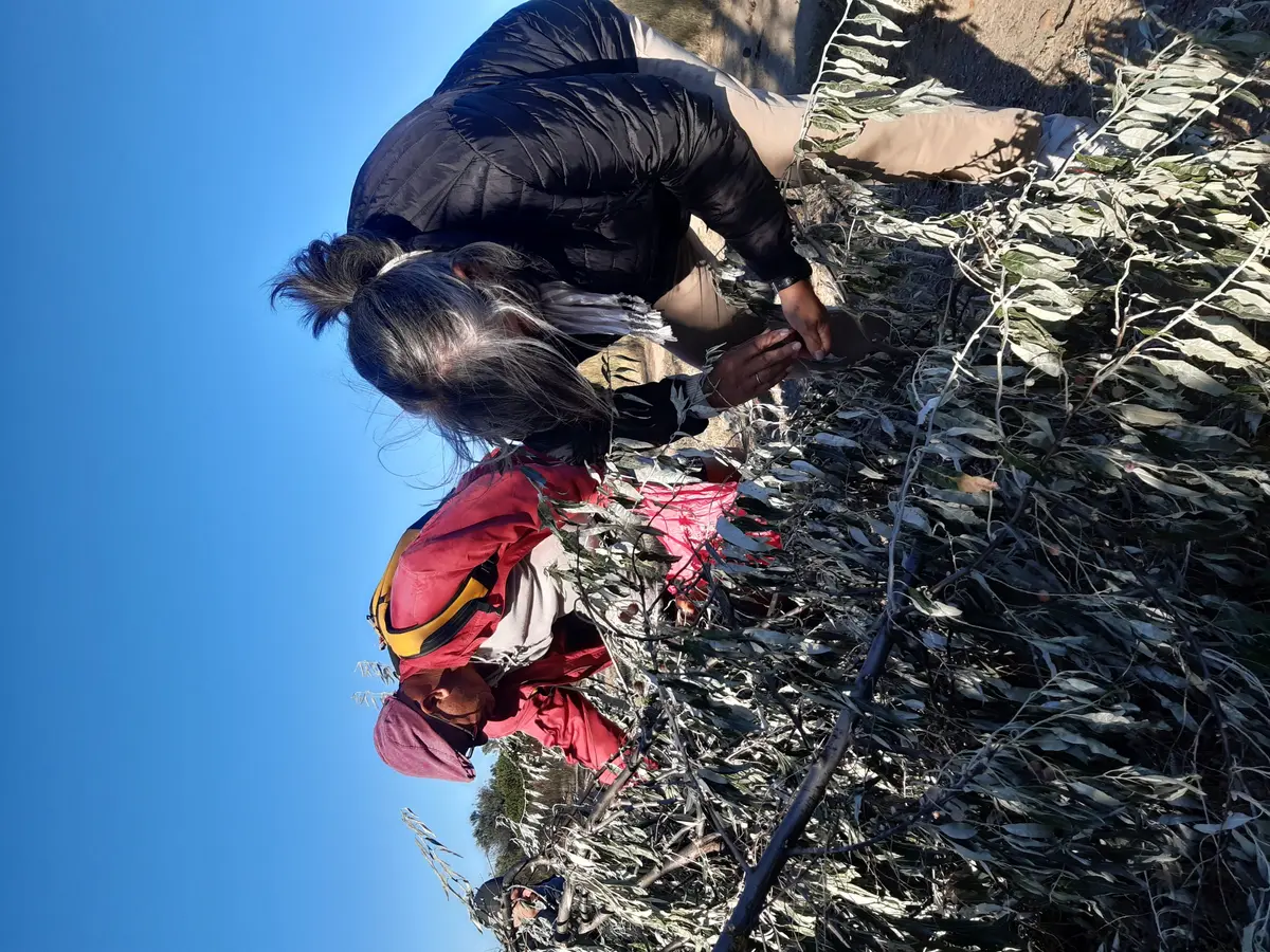 Sortie Nature Et Degustation : Espèces Végétales Envahissantes