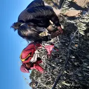 Sortie Nature Et Degustation : Espèces Végétales Envahissantes