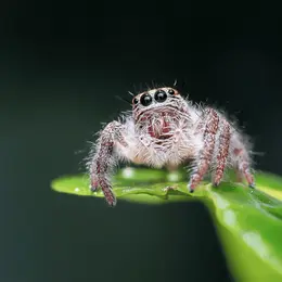 Sortie nature - Étranges petits monstres