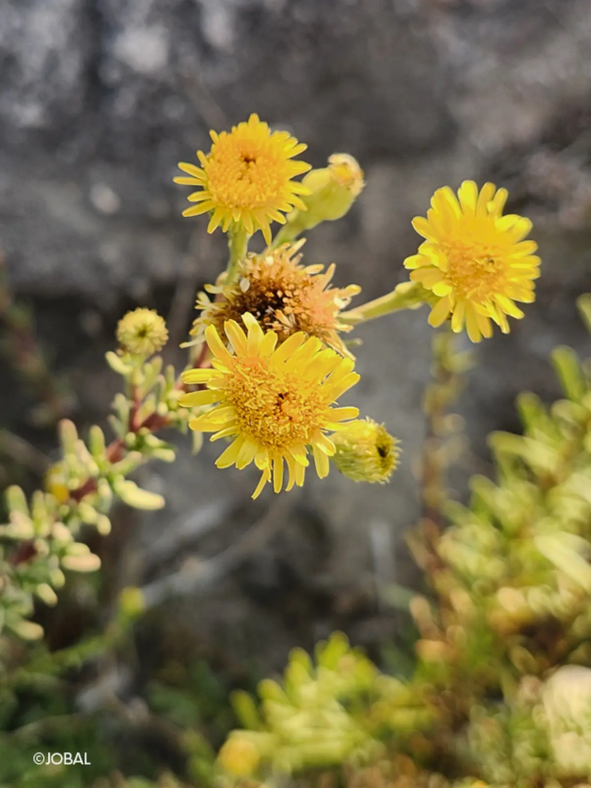 Sortie nature : flore des calanques de Cassis