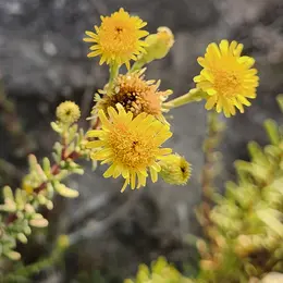 Sortie nature : flore des calanques de Cassis