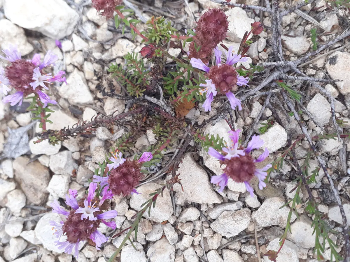 Sortie nature : Flore du massif de la Nerthe (Rove)