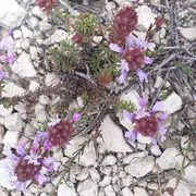 Sortie nature : Flore du massif de la Nerthe (Rove)