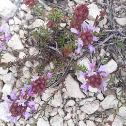 Sortie nature : Flore du massif de la Nerthe (Rove)