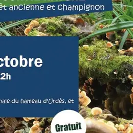 sortie nature : Forêt ancienne et champignon