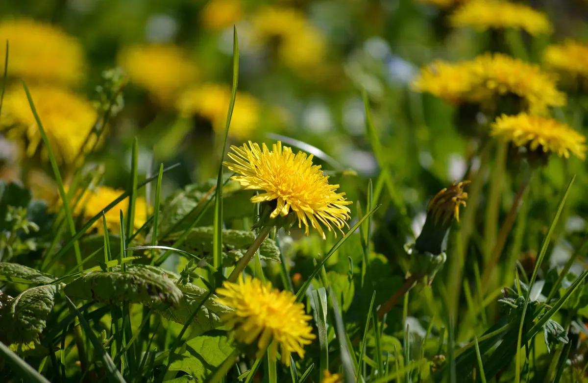 Sortie nature Histoire et usages des plantes