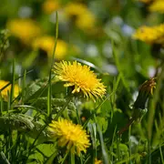Sortie nature Histoire et usages des plantes
