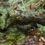 Sortie Nature : Histoires naturelles et poétiques NOCTURNE