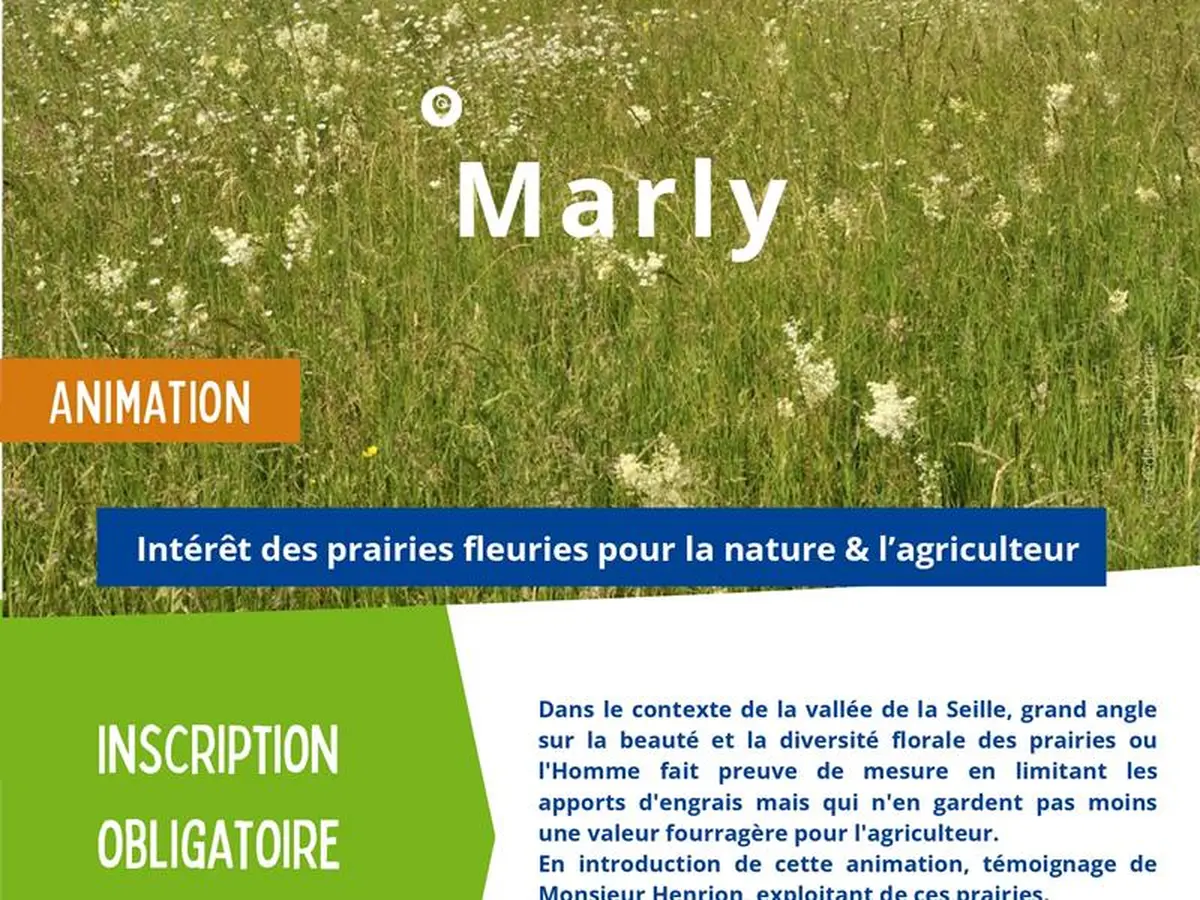 Sortie nature : Intérêt des praires fleuries pour la nature & l'agriculture