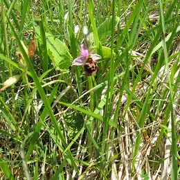 Sortie Nature : J'agis pour la nature