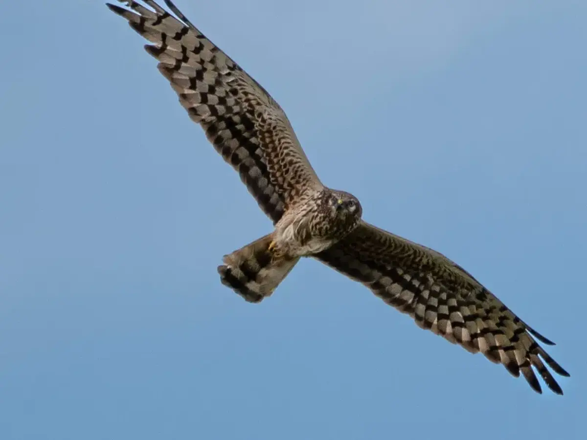 Sortie nature : Journée de la prospection Busards