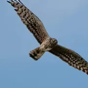 Sortie nature : Journée de la prospection Busards