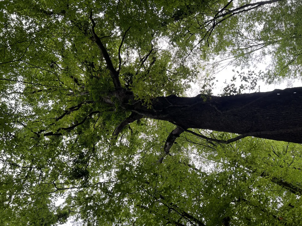 Sortie nature : L'arbre, ma vision d'artiste