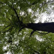 Sortie nature : L'arbre, ma vision d'artiste