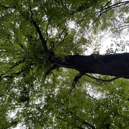 Sortie nature : L'arbre, ma vision d'artiste