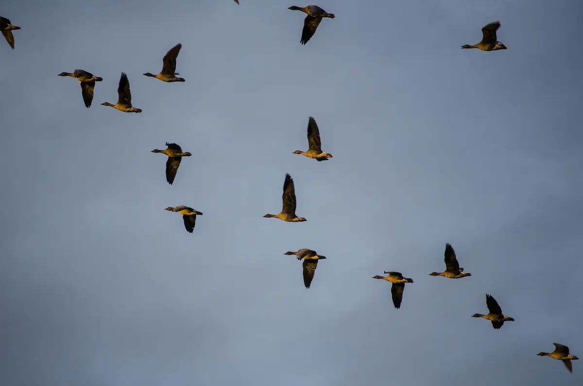 Sortie nature L'ornithologie à la portée de tous