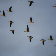 Sortie nature L'ornithologie à la portée de tous