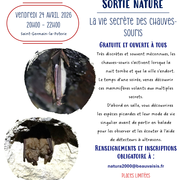 Sortie nature : La vie secrète des chauves-souris