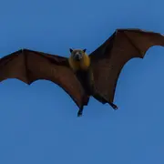 Sortie Nature : Le bal des chauves-souris