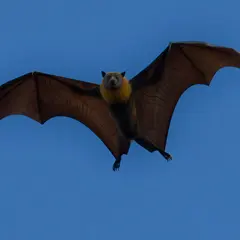 Sortie Nature : Le bal des chauves-souris