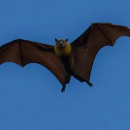 Sortie Nature : Le bal des chauves-souris