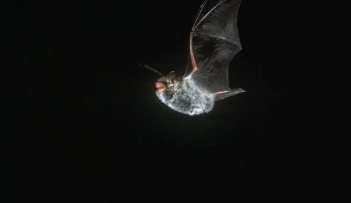 Sortie nature: le ballet volant des chauves-souris
